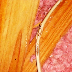 31-squirle-damage