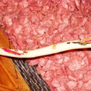 33-squirle-damage